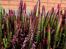Load image into Gallery viewer, African Milk Tree – Euphorbia trigona Rubra or Green Live Succulent, Tall Cactus-Like Plant, Easy Indoor or Patio Grower