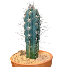 Load image into Gallery viewer, Toothpick cactus, Stetsonia coryne, Cactus, Succulent, Live Plant