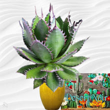 Load image into Gallery viewer, Agave horrida, Mexcalmetl, Agave