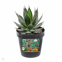 Load image into Gallery viewer, Agave horrida, Mexcalmetl, Agave