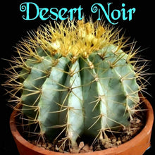 Load image into Gallery viewer, Blue golden barrel cactus, Ferocactus glaucescens, blue barre