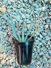 Load image into Gallery viewer, Fan-Aloe, Kumara plicatilis, Aloe plicatilis, Succulent, Aloe, Cactus, live plant
