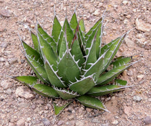 Load image into Gallery viewer, Agave horrida, Mexcalmetl, Agave