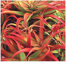 Load image into Gallery viewer, Red Aloe (Aloe Cameronii), Cameron's Ruwari Aloe, live plant
