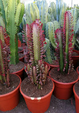 Load image into Gallery viewer, African Milk Tree – Euphorbia trigona Rubra or Green Live Succulent, Tall Cactus-Like Plant, Easy Indoor or Patio Grower