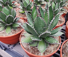 Load image into Gallery viewer, Agave horrida, Mexcalmetl, Agave