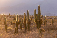 Load image into Gallery viewer, Argentine saguaro, Leucostele terscheckii