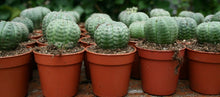 Load image into Gallery viewer, Obesa, baseball plant, succulent, cactus, live plant