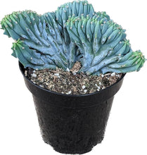 Load image into Gallery viewer, Dinosaur Back (Myrtillocactus geometrizans f. cristata), Crested cactus, succulent, live plant