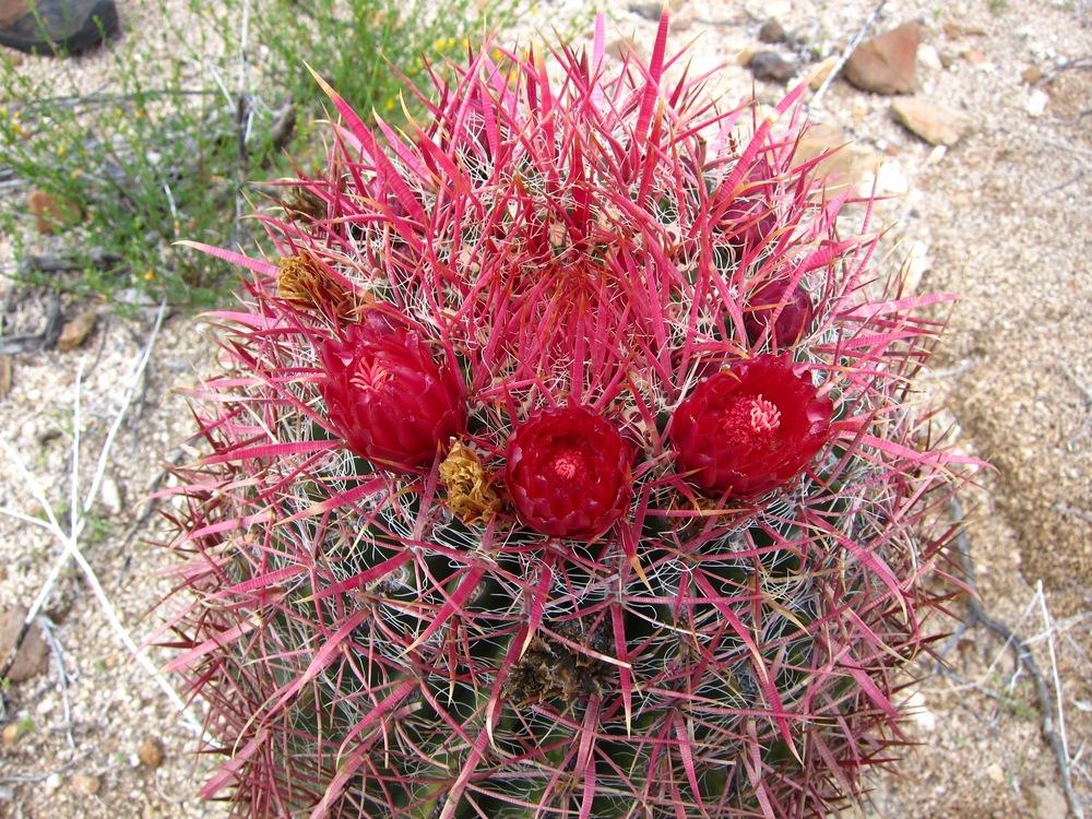 Fire Barrel Cactus, Mexican Fire Barrel, Ferocactus gracilis, Cactus, –  Desert Noir