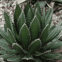 Load image into Gallery viewer, Agave horrida, Mexcalmetl, Agave