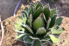 Load image into Gallery viewer, Agave horrida, Mexcalmetl, Agave