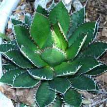 Load image into Gallery viewer, Agave horrida, Mexcalmetl, Agave