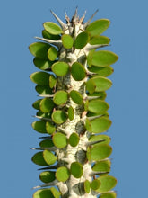 Load image into Gallery viewer, Madagascar ocotillo, African Ocotillo, Alluaudia procera