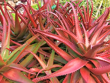 Load image into Gallery viewer, Red Aloe (Aloe Cameronii), Cameron's Ruwari Aloe, live plant