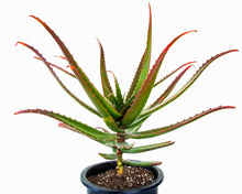 Load image into Gallery viewer, Red Aloe (Aloe Cameronii), Cameron's Ruwari Aloe, live plant
