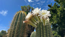 Load image into Gallery viewer, Argentine saguaro, Leucostele terscheckii