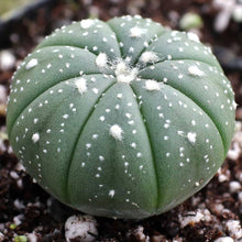 Load image into Gallery viewer, Astrophytum asterias cactus