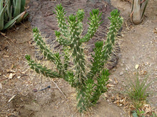 Load image into Gallery viewer, Eve's Pin, Austrocylindropuntia subulata,