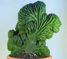 Load image into Gallery viewer, Crested San Pedro