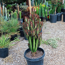 Load image into Gallery viewer, African Milk Tree – Euphorbia trigona Rubra or Green Live Succulent, Tall Cactus-Like Plant, Easy Indoor or Patio Grower