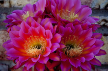 Load image into Gallery viewer, Argentine Giant Cactus – Echinopsis candicans Live Cactus Plant, Night Blooming White Flowers, Drought-Tolerant Landscape