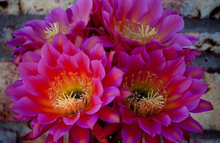 Load image into Gallery viewer, Argentine Giant Cactus – Echinopsis candicans Live Cactus Plant, Night Blooming White Flowers, Drought-Tolerant Landscape