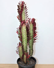 Load image into Gallery viewer, African Milk Tree – Euphorbia trigona Rubra or Green Live Succulent, Tall Cactus-Like Plant, Easy Indoor or Patio Grower