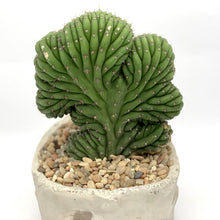 Load image into Gallery viewer, Crested San Pedro