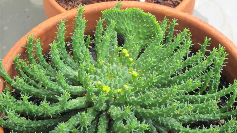 medusa head succulent Medusa's Head Cactus, flanaganii, muirii, caput-medusa, cactus, succul – Desert Noir