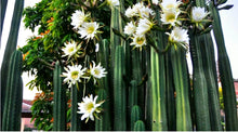 Load image into Gallery viewer, San Pedro, Echinopsis pachanois,Trichocereus Pachanoi, Cactus, Succulent, Live Plant
