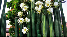 Load image into Gallery viewer, San Pedro, Echinopsis pachanois,Trichocereus Pachanoi, Cactus, Succulent, Live Plant