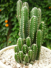 Load image into Gallery viewer, Fairy Castle Cactus, Acanthocereus Tetragonus Monstrose, Cactus, Succulent, Live Plant