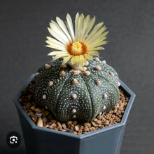 Load image into Gallery viewer, Astrophytum asterias cactus