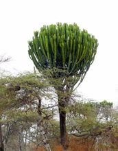 Load image into Gallery viewer, Candelabra Chocolate Drop, Ingens, Live Plant