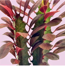 Load image into Gallery viewer, African Milk Tree – Euphorbia trigona Rubra or Green Live Succulent, Tall Cactus-Like Plant, Easy Indoor or Patio Grower