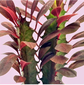 Euphorbia trigona rubra, Euphorbia trigona green, African Milk Tree, Cactus, Succulent, Live plant