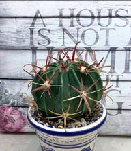 Load image into Gallery viewer, Devils Tongue Barrel Cactus, Ferocactus latispinus, fish hook cactus, barrel cactus, cactus, succulent, live plant