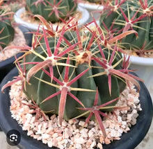 Load image into Gallery viewer, Devils Tongue Barrel Cactus, Ferocactus latispinus, fish hook cactus, barrel cactus, cactus, succulent, live plant