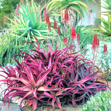 Load image into Gallery viewer, Red Aloe (Aloe Cameronii), Cameron's Ruwari Aloe, live plant
