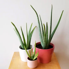 Load image into Gallery viewer, Organic Aloe Vera, Aloe, aloe barbadensis, cactus, succulent, live plant, red flower
