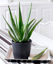 Load image into Gallery viewer, Organic Aloe Vera, Aloe, aloe barbadensis, cactus, succulent, live plant, red flower