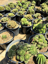 Load image into Gallery viewer, Easter Lilly Cactus, Echinopsis oxygona, cactus flower, cactus, succulent, live plant