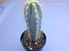 Load image into Gallery viewer, Blue Torch Cactus, Pilosocereus Azureus, Brazilian Blue Cactus, Live Plant, Cactus, Succulent