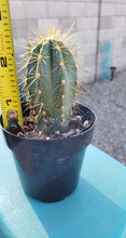Load image into Gallery viewer, Blue Torch Cactus, Pilosocereus Azureus, Brazilian Blue Cactus, Live Plant, Cactus, Succulent