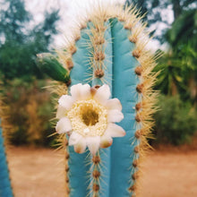 Load image into Gallery viewer, Blue Torch Cactus, Pilosocereus Azureus, Brazilian Blue Cactus, Live Plant, Cactus, Succulent
