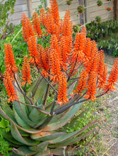Load image into Gallery viewer, Organic Aloe Vera, Aloe, aloe barbadensis, cactus, succulent, live plant, red flower