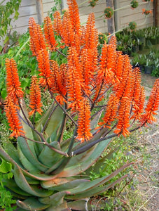 Organic Aloe Vera, Aloe, aloe barbadensis, cactus, succulent, live plant, red flower