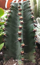 Load image into Gallery viewer, Candelabra Chocolate Drop, Ingens, Live Plant