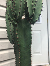 Load image into Gallery viewer, Candelabra Chocolate Drop, Ingens, Live Plant